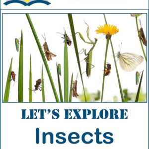 Let's Explore Insects Linked Lapbook