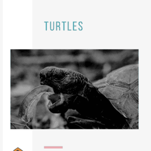 Turtle Unit Study